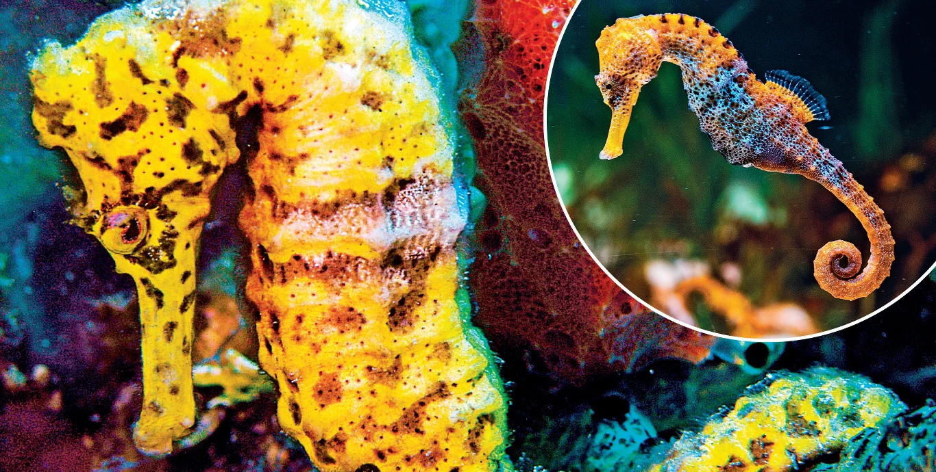 Pławikonik Pławikonik