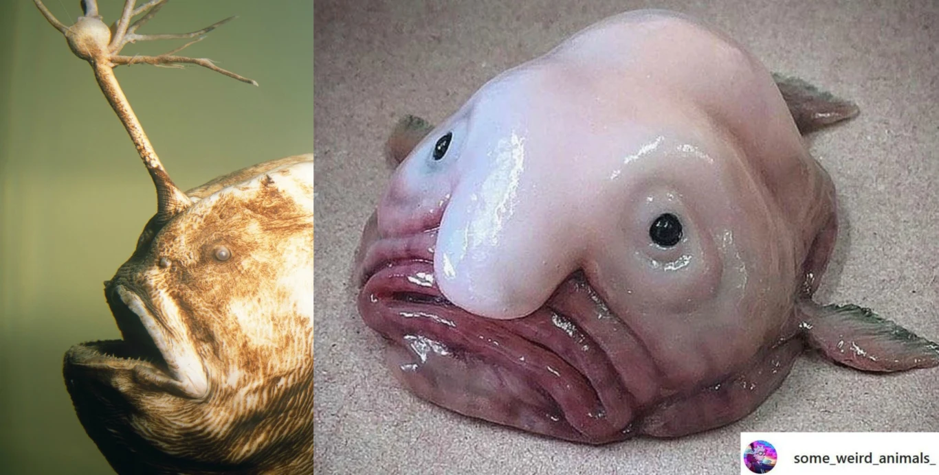 W głębinach kryją się gatunki stworzeń, o których często nie mamy pojęcia W głębinach kryją się gatunki stworzeń, o których często nie mamy pojęcia