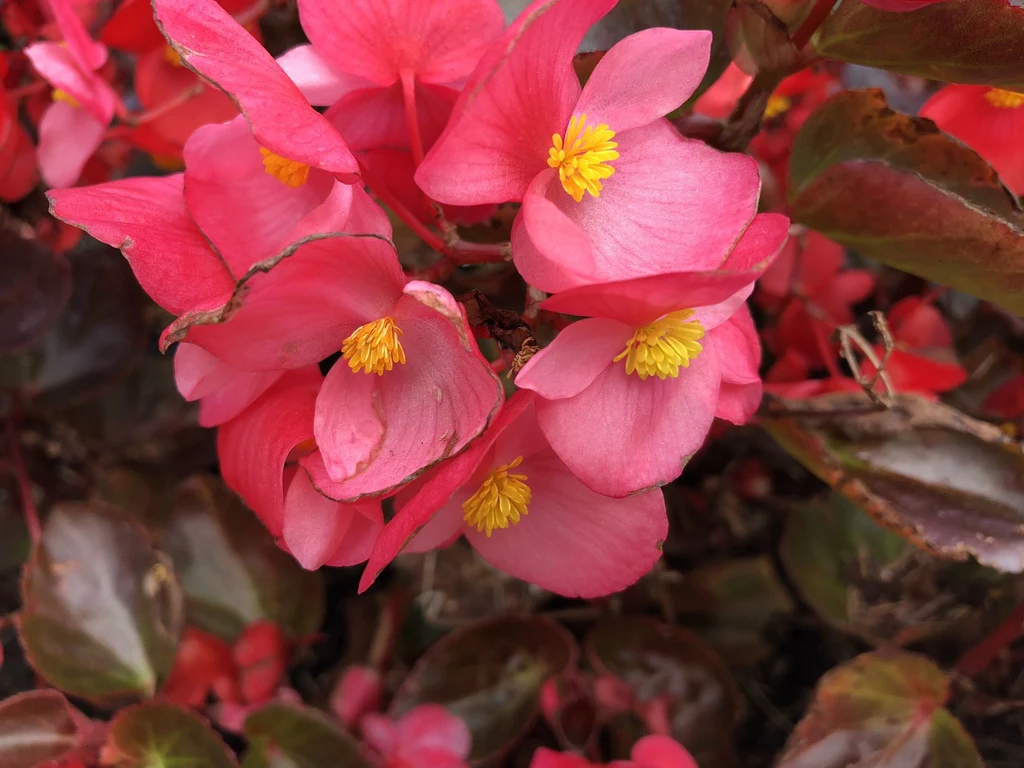 Begonia zimowa charakteryzuje się pięknymi kwiatami