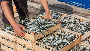 Koronawirus uderzył w rybołówstwo wyjątkowo mocno. To dar dla przetrzebionych już łowisk