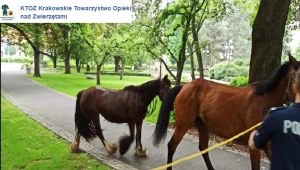 Dwa spłoszone konie biegały po Alejach Trzech Wieszczów w Krakowie