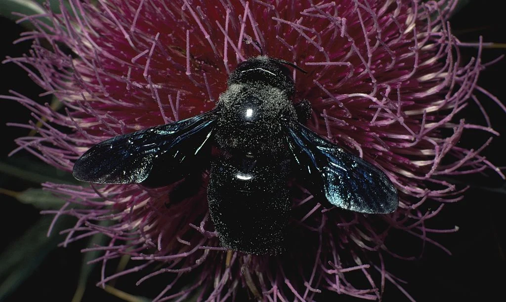 Xylocopa violacea - zadrzechnia fioletowa