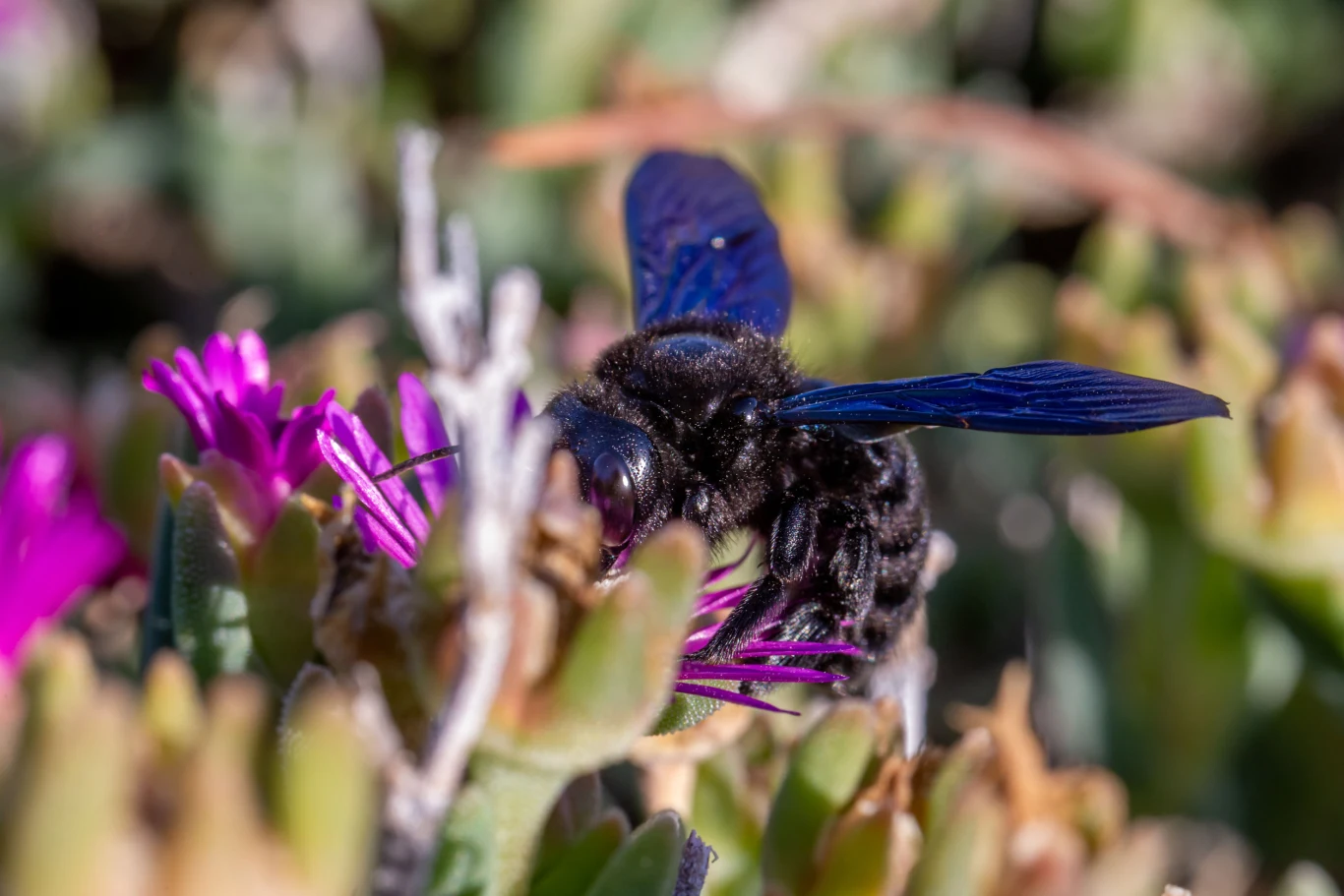 Xylocopa violacea - zadrzechnia fioletowa