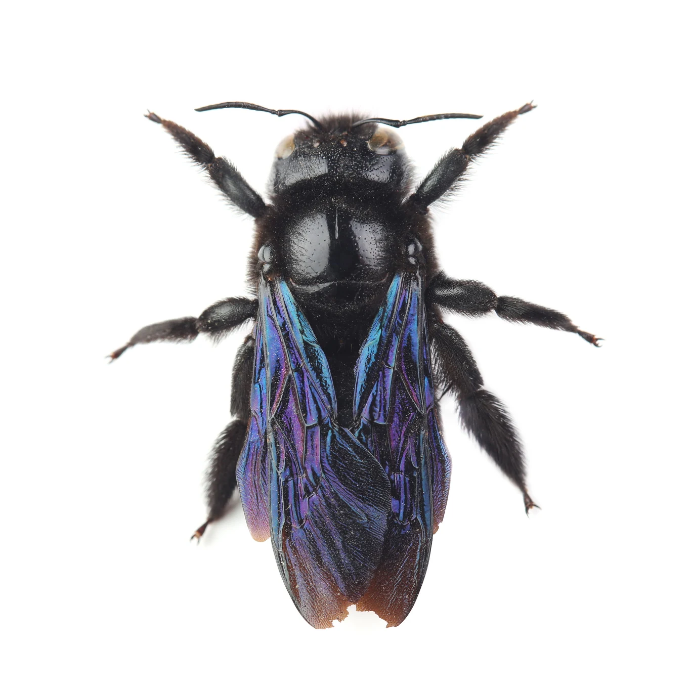 Xylocopa violacea - zadrzechnia fioletowa