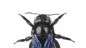 Xylocopa violacea: Wielka, czarna pszczoła