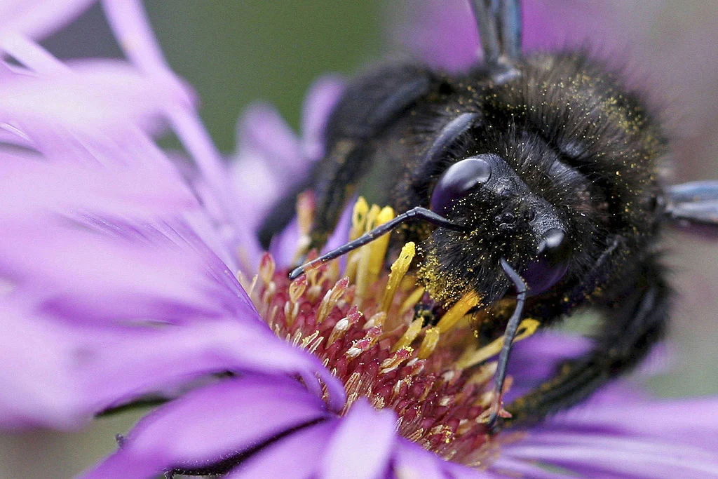 Xylocopa violacea - zadrzechnia fioletowa