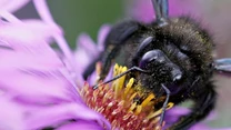 Xylocopa violacea - zadrzechnia fioletowa