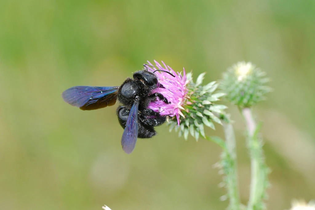Xylocopa violacea - zadrzechnia fioletowa