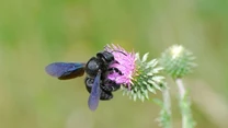 Xylocopa violacea - zadrzechnia fioletowa