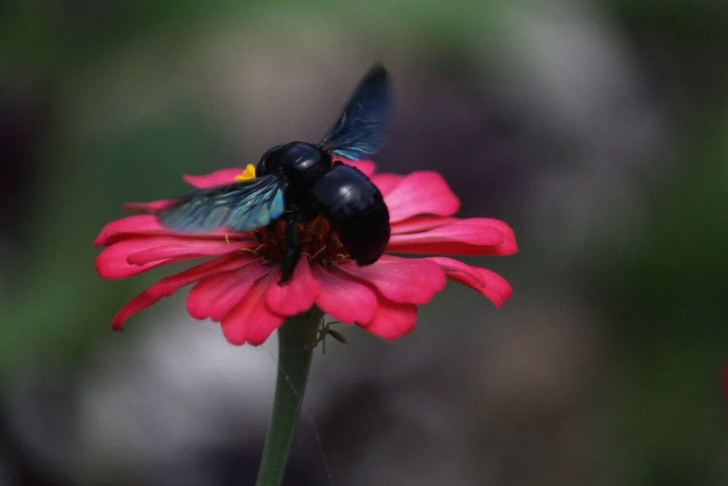 Xylocopa violacea - zadrzechnia fioletowa