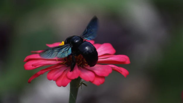 Xylocopa violacea - zadrzechnia fioletowa