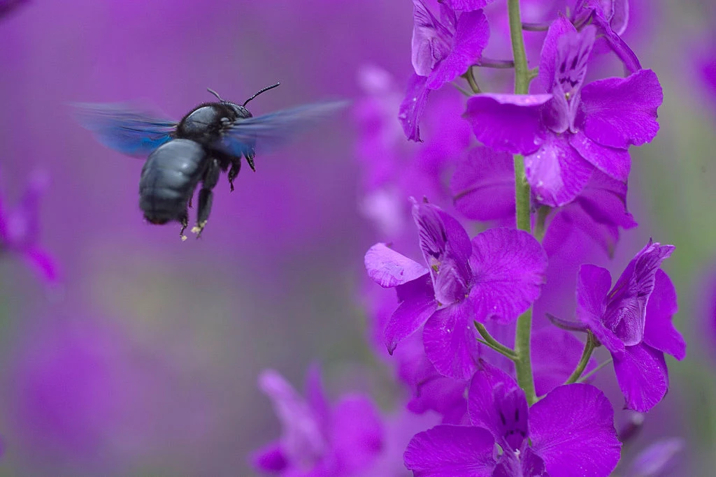 Xylocopa violacea - zadrzechnia fioletowa