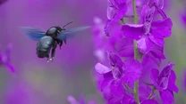 Xylocopa violacea - zadrzechnia fioletowa