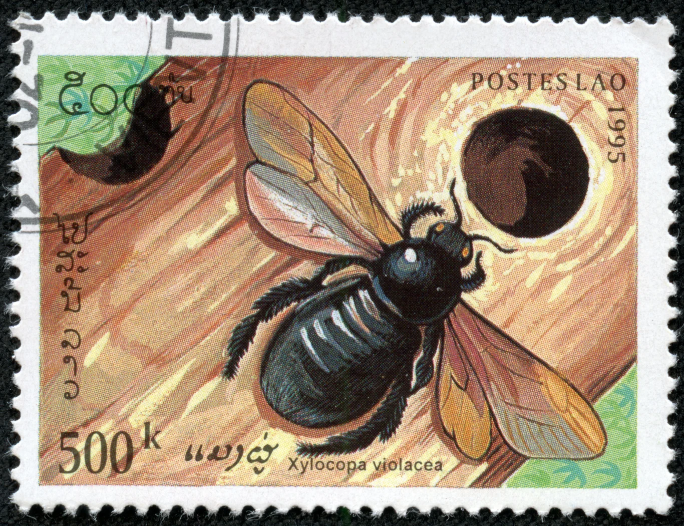 Xylocopa violacea - zadrzechnia fioletowa