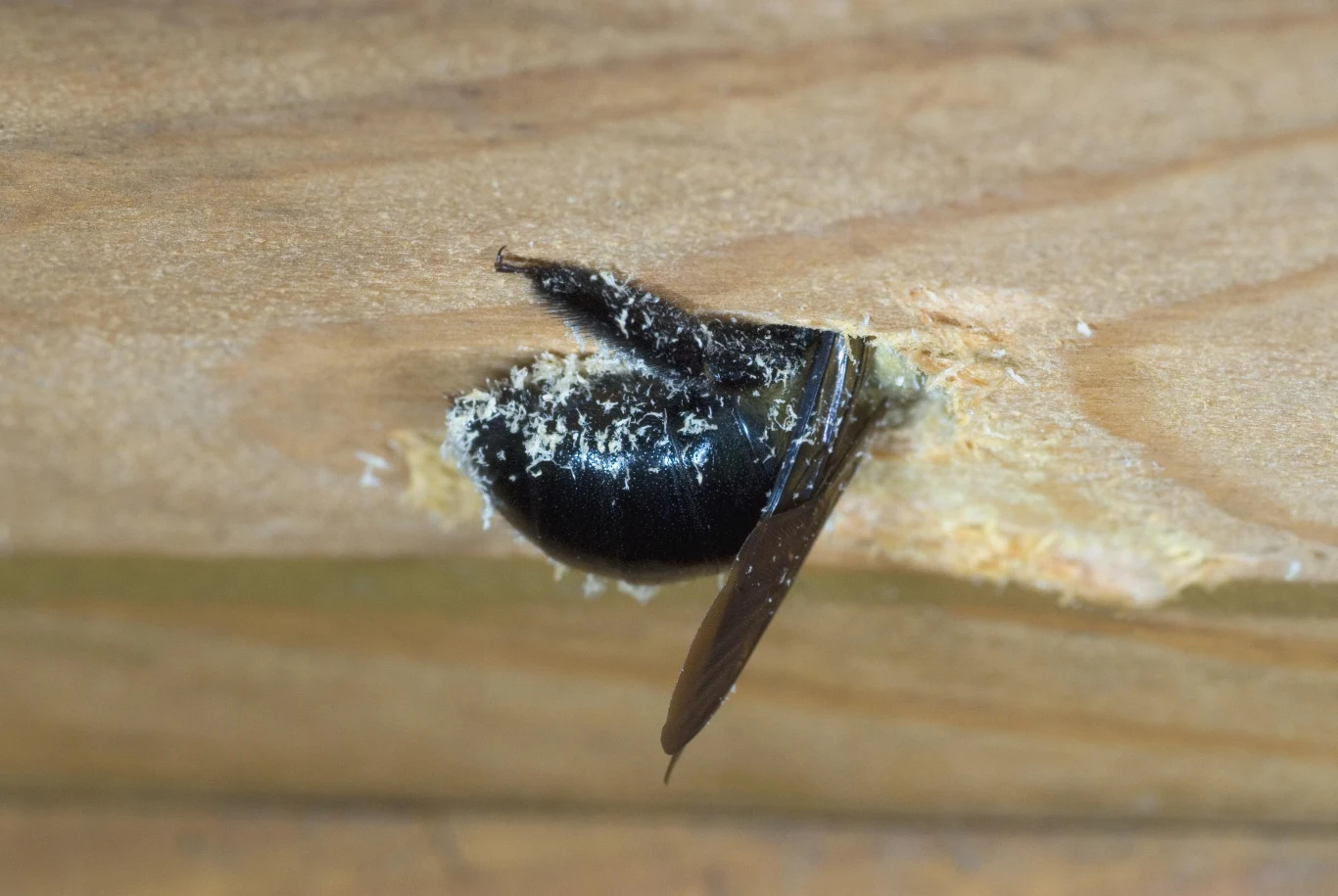 Xylocopa violacea - zadrzechnia fioletowa