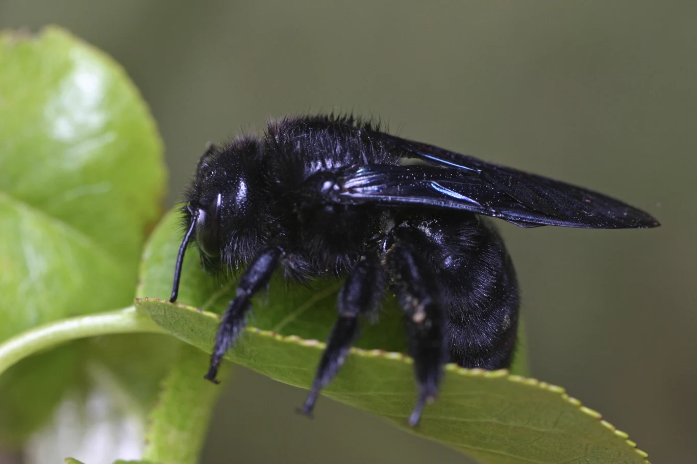 Xylocopa violacea - zadrzechnia fioletowa