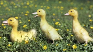 Zdjęcie ilustracyjne