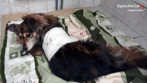 Śląskie: 58-latek aresztowany za skatowanie psa