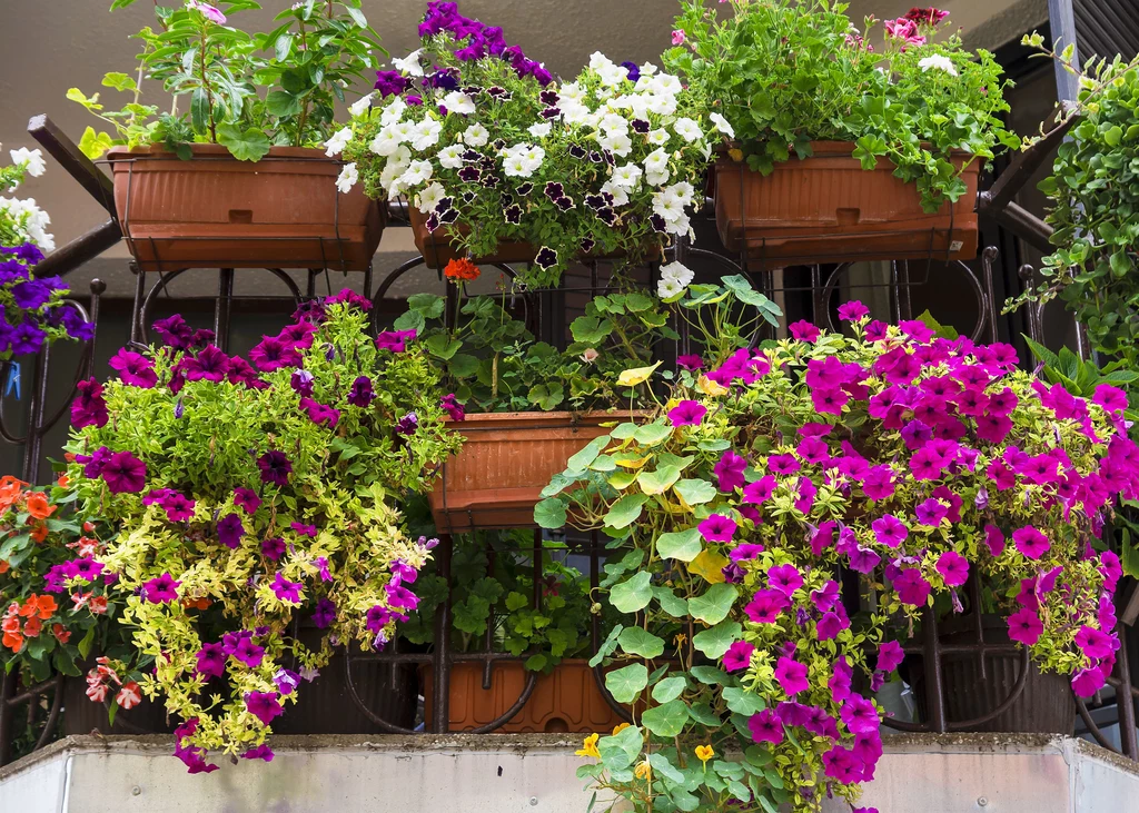 Marzysz od balkonie pełnym kwiatów? To nic trudnego