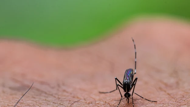 Azjatycki komar tygrysi to inaczej Aedes albopictus lub Stegomyia albopicta. Jest niezwykle inwazyjnym gatunkiem komara i pochodzi z południowo-wschodniej Azji. 

Wyróżnia się białymi prążkami na ciele. Osiąga od 2 do 10 mm, przy czym samica jest większa od samca. 

Podobnie jak gatunki występujące w naszym kraju, żywi się ludzką i zwierzęcą krwią, ale w przeciwieństwie do nich, roznosi dużo więcej o wiele groźniejszych chorób.

Rozprzestrzenia się niezwykle skutecznie za sprawą swoich doskonałych zdolności adaptacyjnych. W związku z ociepleniem się klimatu z roku na rok poszerza terytorium swojego występowania.

Jednak jego rozprzestrzenianie się bardzo ułatwia także powszechny transportu ludzi i towarów na świecie. Przez człowieka rozprowadzony został przede wszystkim poprzez transportowanie mokrych roślin oraz przechowywanych na powietrzu zużytych opon i zbiorników, w których magazynowała się woda. 

Właśnie w takich miejscach komary tygrysie znajdują sprzyjające warunki do rozrodu – składają jaja na powierzchni wody, a larwy rozwijają się w środowisku wodnym.
