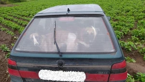 W pojeździe znajdowały się trzy charty