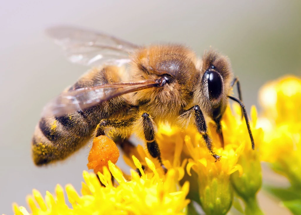 Pszczoły, gdy nie są atakowane, nie zagrażają nam.