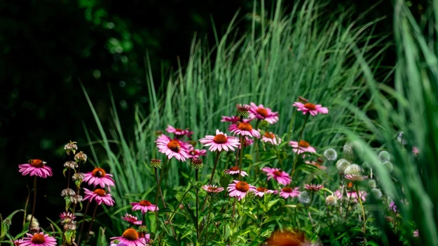 Jeżówka znana jest pod nazwą Echinacea. Nalewka z niej wzmacnia odporność, ale też działa antybakteryjnie, antywirusowo, przeciwzapalnie i przeciwbólowo.

Wsyp do słoika 100 gramów suszonego ziela lub korzenia jeżówki purpurowej, zalej 250 mililitrami wódki 40 procentowej. 

Szczelnie zamknij, postaw w zaciemnionym miejscu. Przechowuj przez dwa tygodnie, codziennie wstrząsaj. Następnie przecedź przez gazę i wlej do butelki. Zwilżony nalewką gazik, w razie bólu, przykładaj do zęba.