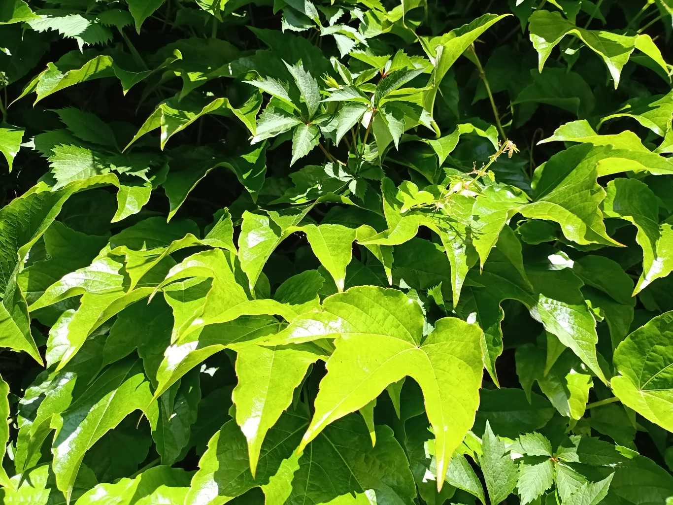 Zdjęcie wykonane Oppo A91