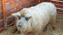 Mangalica jest jedyną świnią na świecie, której sierść przypomina loki. To właśnie dzięki nim wygląda tak uroczo. Ta piękna rasa pochodzi z Węgier. Przez lata była popularna, później groziło jej wyginięcie. Dziś znów wraca do łask. 

Jeżeli hodowca ma do niej odpowiednie podejście, może być bardzo przyjacielska w stosunku do człowieka, a nawet przypominać swoim zachowaniem psa. 