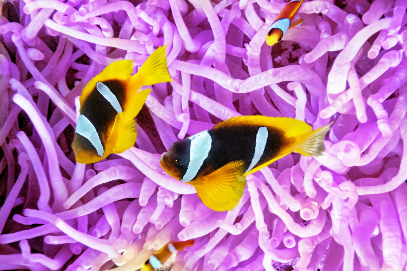 Rafa koralowa obfituje w ryby, które są piękne niczym rajskie ptaki. 