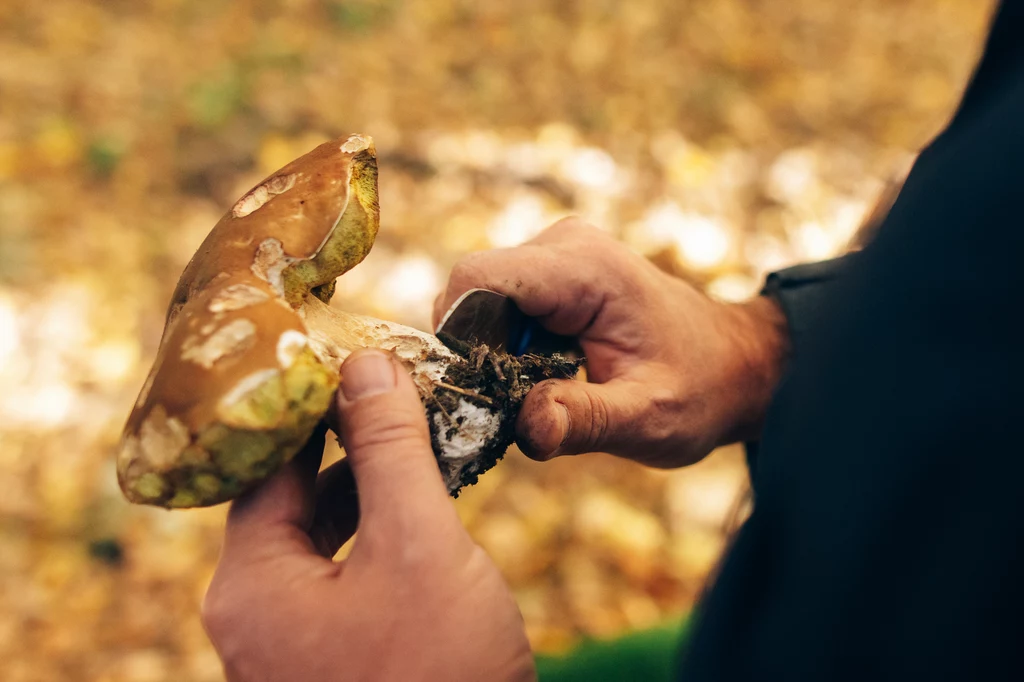 Grzybiarze niecierpliwie czekają na zbiory