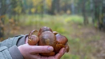 Ale źle działają na żołądek?

Z powodu nietrawionej przez człowieka chityny są ciężkostrawne i długo zalegają w żołądku. Nie zaleca się więc ich osobom starszym i z chorobami gastrycznymi.

