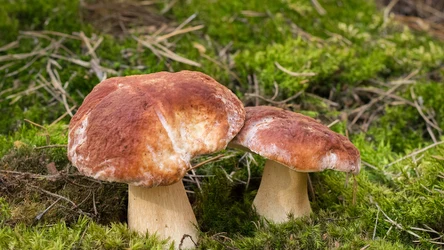 Media społecznościowe zalała fala zdjęć ogromnych grzybów — zdecydowanie odbiegających od standardów 