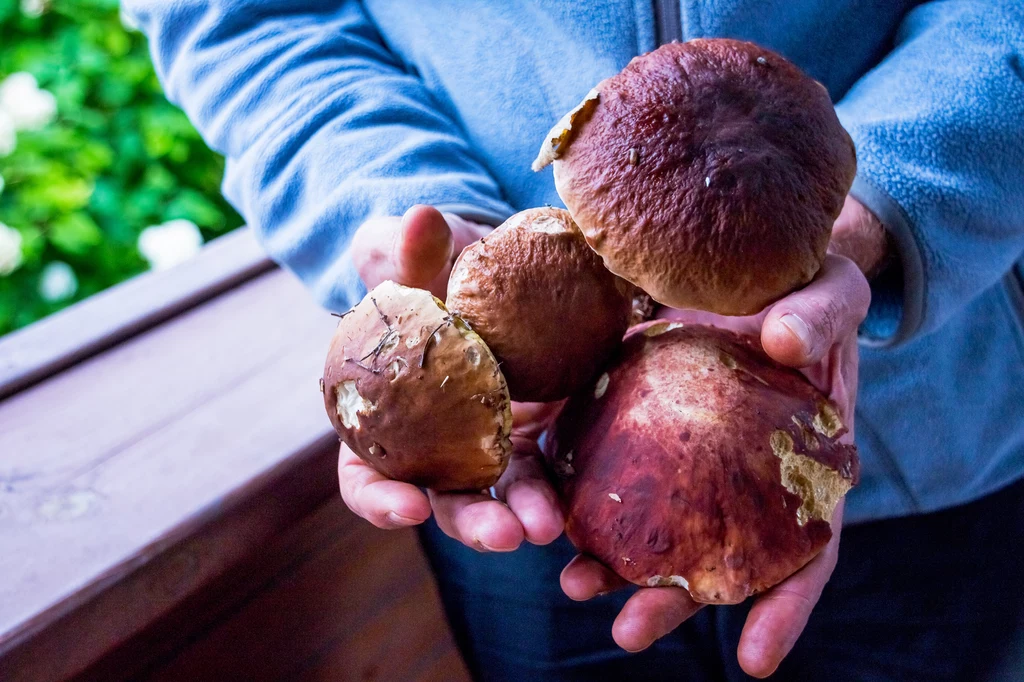 "Nie rozpoznawaj trujących grzybów po smaku. To, że wszystkie śmiertelnie trujące gatunki są gorzkie, jest mitem" - ostrzegają Lasy Państwowe.