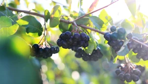 Aronia zapobiega chorobom oczu