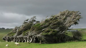 ​Slope Point: Drzewa, które rosną... w bok