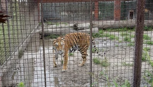 Na zdj. tygrys z hodowli w Pyszącej