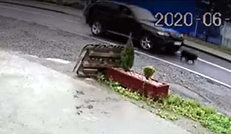 Pies miał szczęście, że sprawca jechał suvem Pies miał szczęście, że sprawca jechał suvem