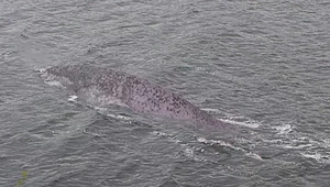 Potwór z Loch Ness: Światło dzienne ujrzała nowa fotografia!