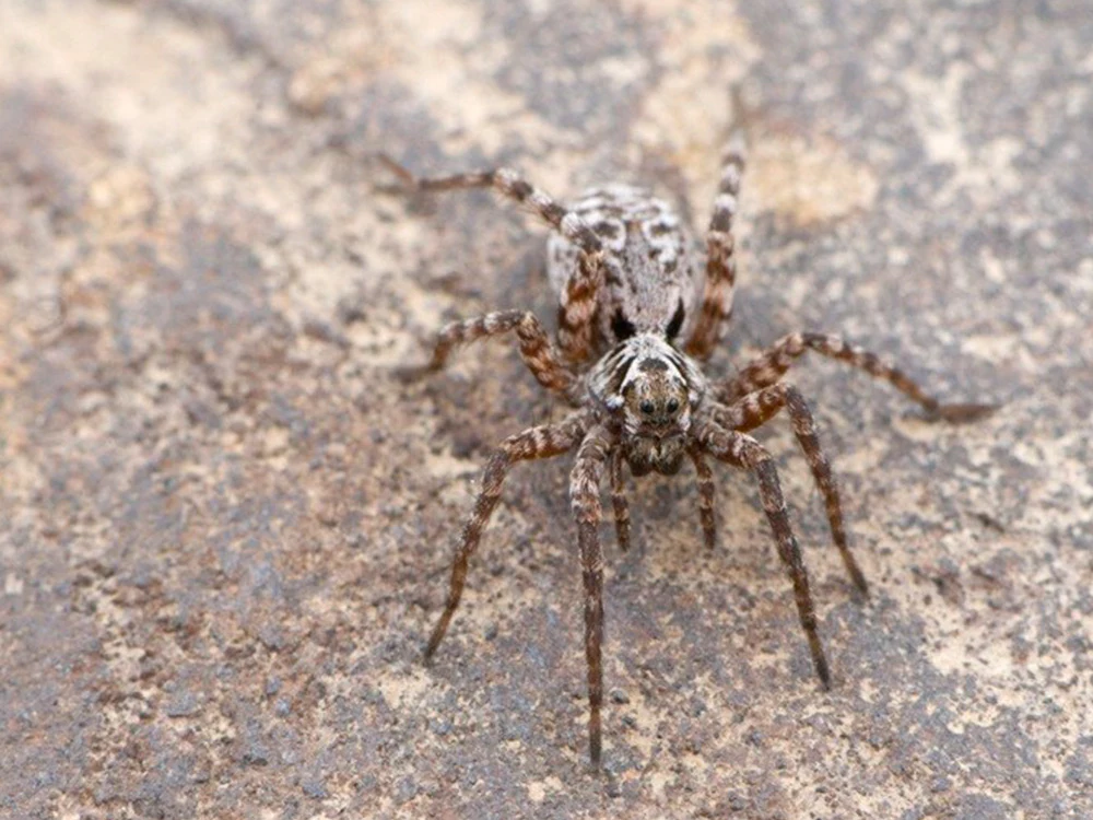 Pardosa glacialis