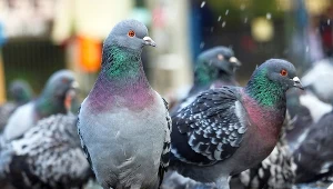 Spryskaj tym balkon, a gołębie będą go omijać szerokim łukiem
