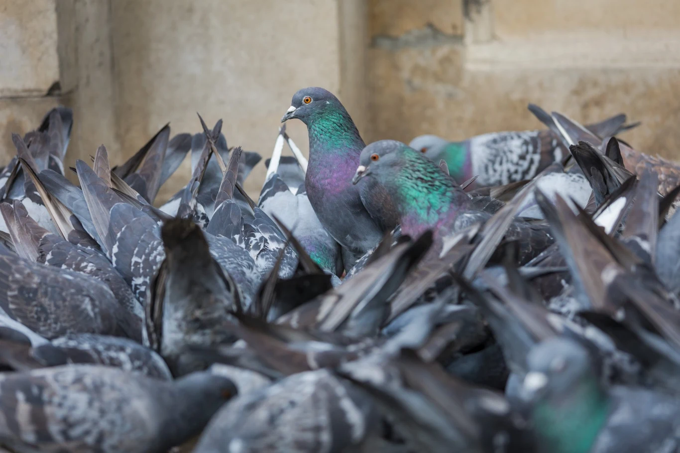 Wiele "odstraszaczy" działa tylko przez chwilę