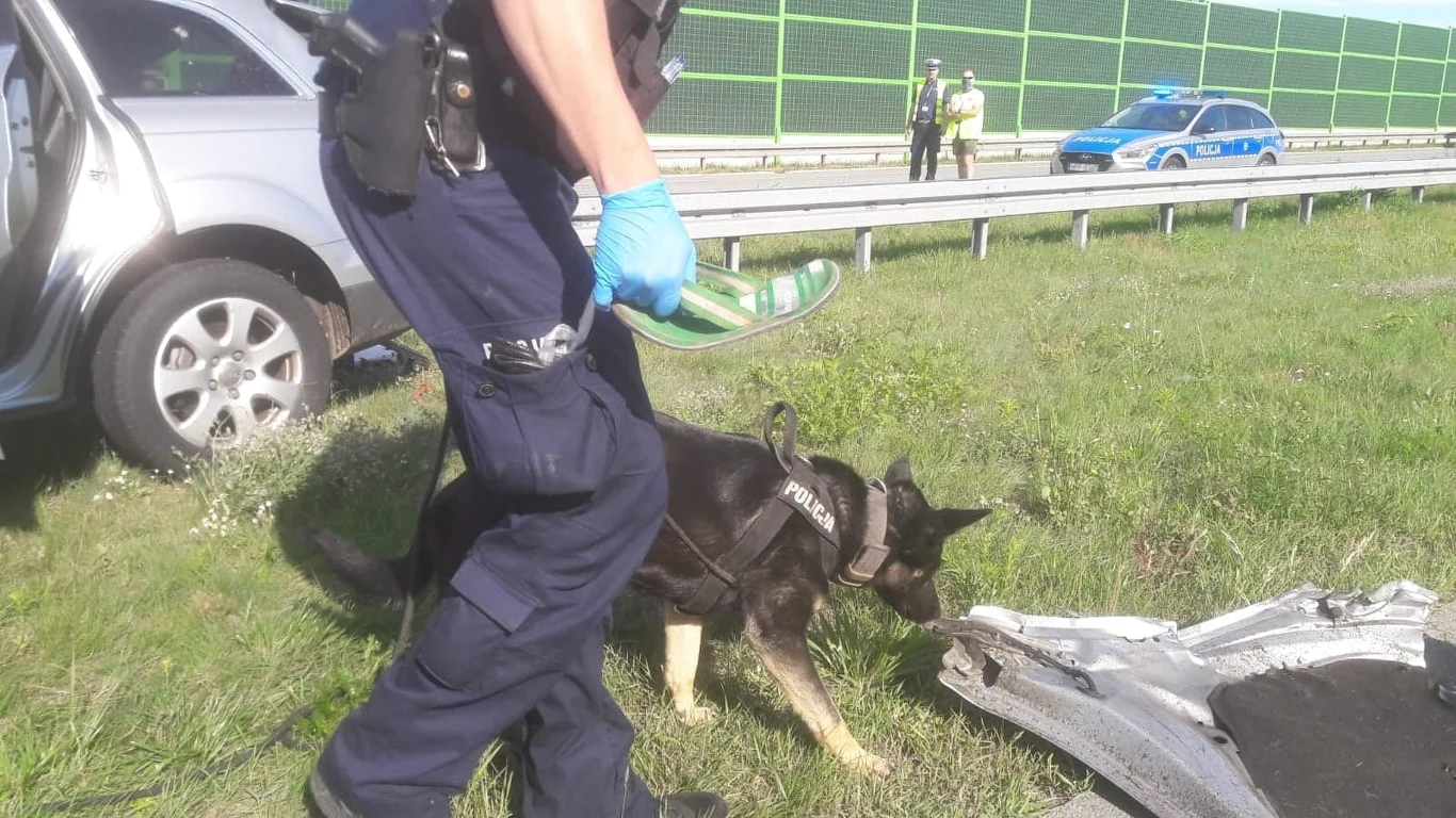 Policja użyła psów tropiących