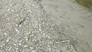 Kości odkryte nad Sołą w Oświęcimiu. 