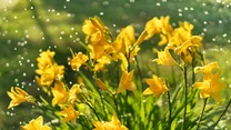 Wprawdzie pojedynczy kwiat żyje tylko jeden dzień (stąd angielska nazwa: daylilies –  lilie jednego dnia), ale przecież codziennie rozwijają się kolejne pąki, więc roślina przez 2 miesiące nieustannie jest ukwiecona. 