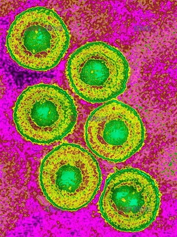 Łącznie mikrobiolog wynalazł ponad 40 szczepionek, które uratowały już życie ponad 100 milionów ludzi. Wśród nich szczepionkę przeciwko ospie wietrznej  