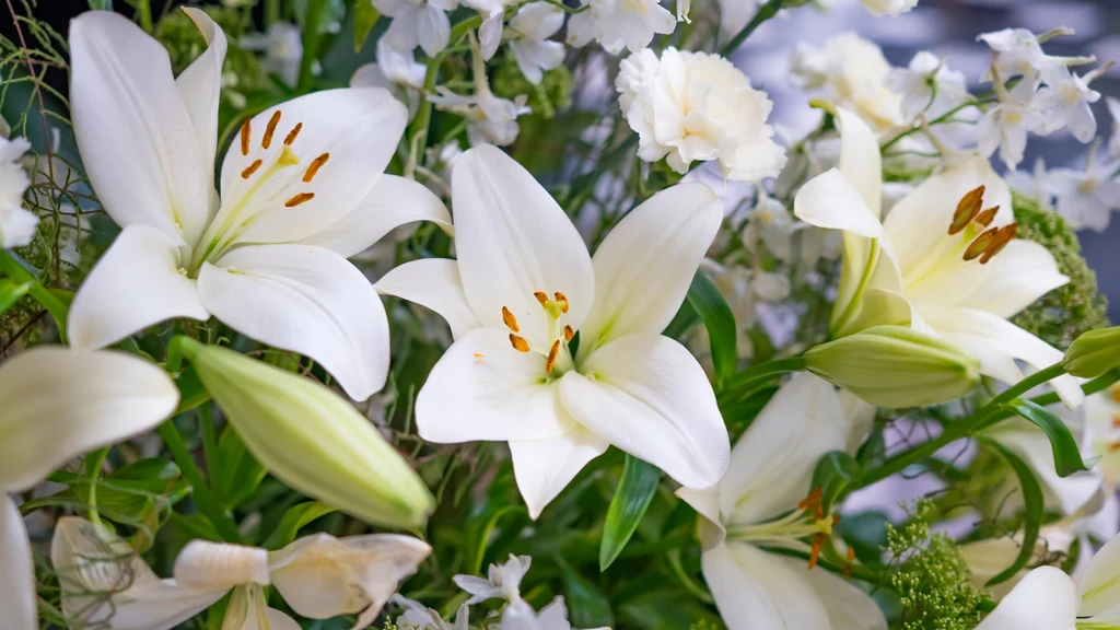 Lilie wbrew pozorom nie są zbyt wymagającymi kwiatami, jeśli chodzi o ich pielęgnację