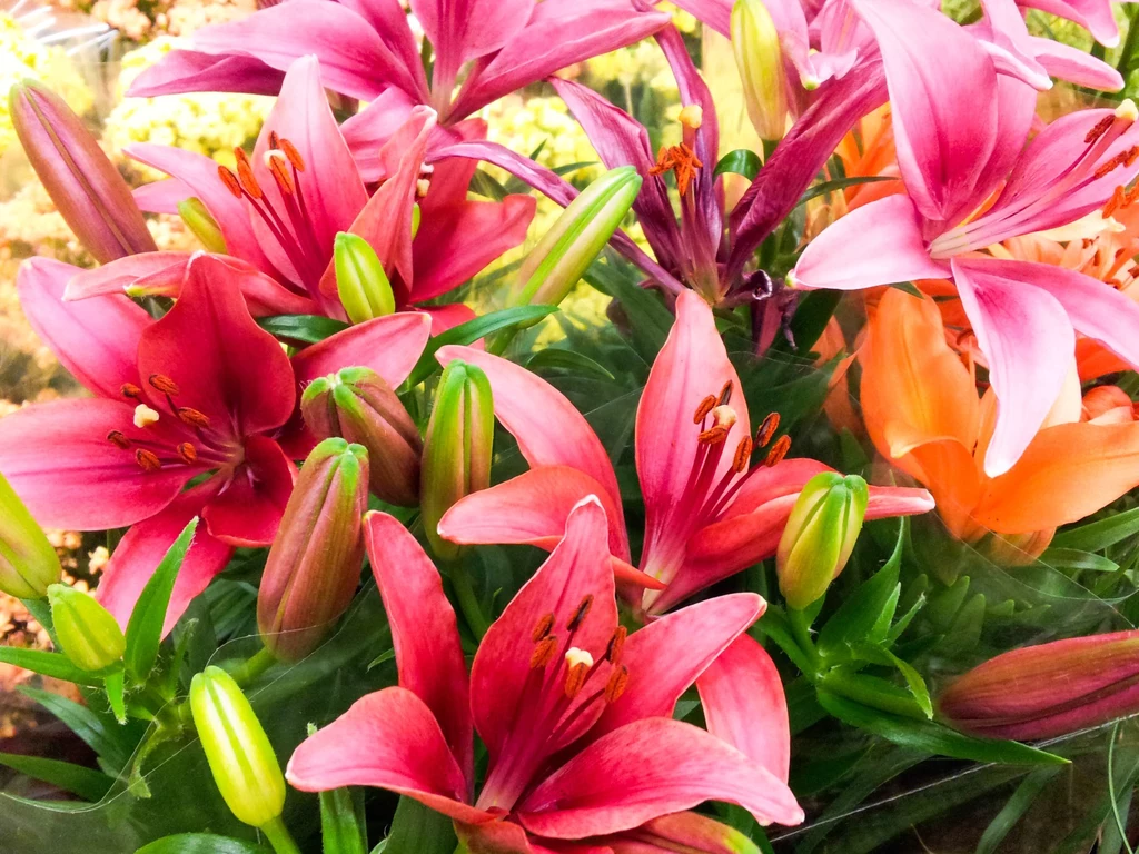 Dzięki kilku prostym trikom wydłuższysz życie ciętych kwiatów