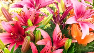 Ten kwiat przynosi szczęście i bogactwo. Koniecznie postaw go w wazonie