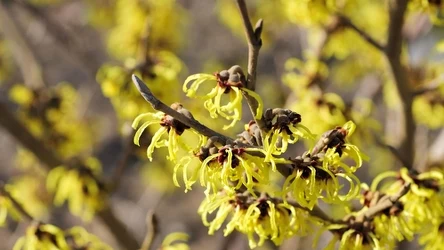 Szukasz odpornego krzewu, który kwitnie zimą? Oczar wirginijski spełni twoje oczekiwania